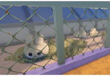 Inazuma Strikers Equipment Tier List Feature image for our inazuma strikers equipment tier list showing caged bunny plushies from the schools grounds