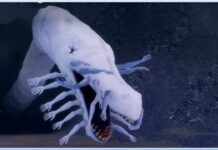 How To Unlock The Devil Hunter Snake Contract – Location, Requirements, Skills! Feature image for our devil hunter snake contract guide showing the snake emerging from a hole with its mouth wide open. Its lips are covered in human arms which are outstretched